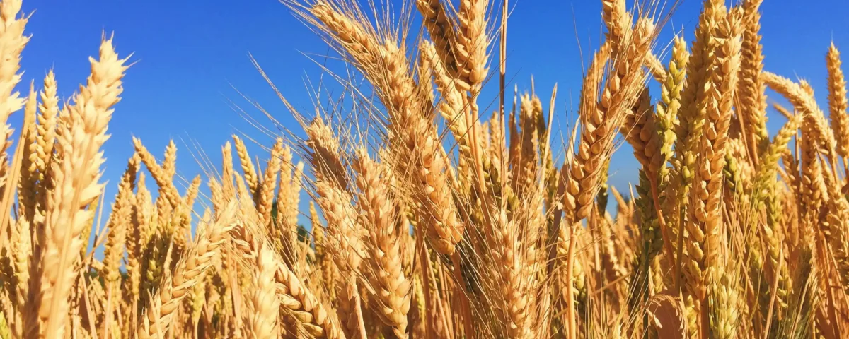 La Reale Società Agraria ed Economica di Cagliari - Parte prima