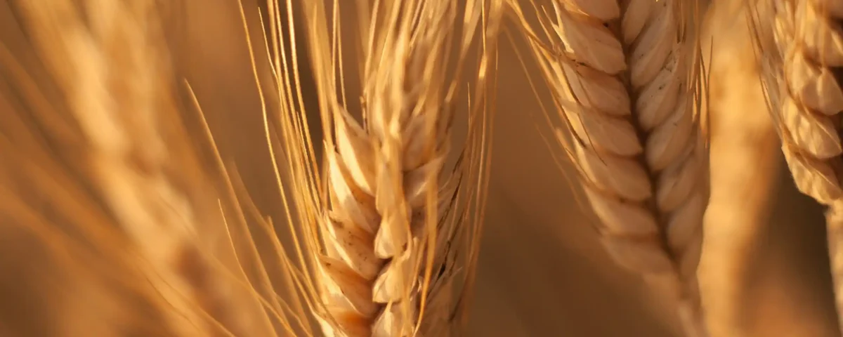 La Reale Società Agraria ed Economica di Cagliari - Parte seconda