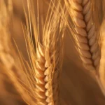 La Reale Società Agraria ed Economica di Cagliari - Parte seconda